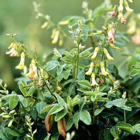 Astragalus herb plant