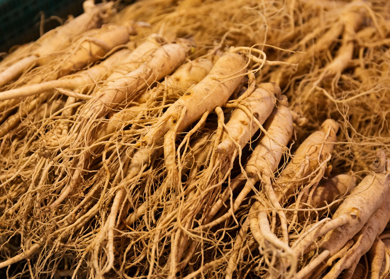 Ginseng root