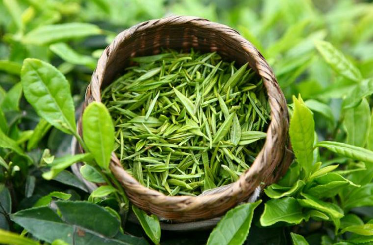 Green tea leaves
