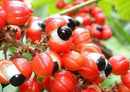 Guarana berries energy