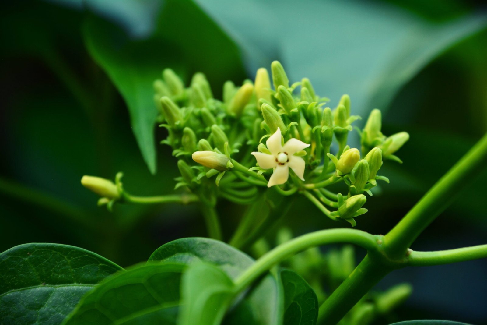 Gymnema Sylvestre leaf